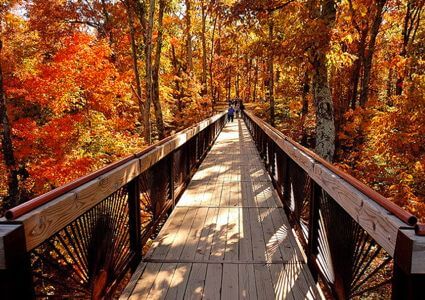 Bernheim Overlook with Fall Leaves