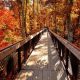 Fall Color at Bernheim Arboretum
