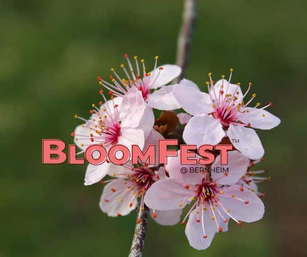 Graphic of Bloom Fest at Bernheim