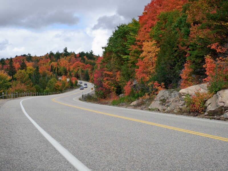 Winding Road Fall Leaves