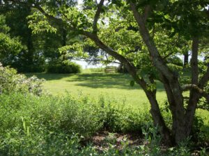 Bernheim Summer Landscape