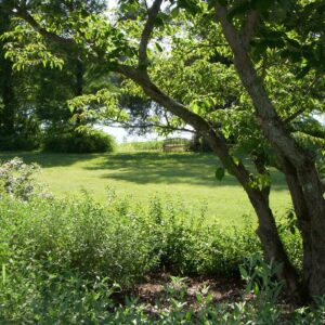 Bernheim Summer Landscape