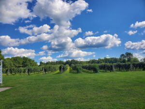 Wight-Meyer Vineyard