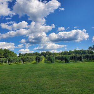 Wight-Meyer Vineyard