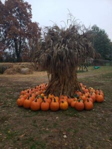 Shady Lane Farm