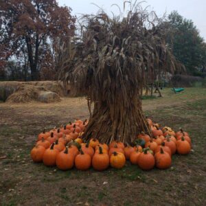 Shady Lane Farm