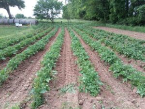 Shady Lane Farm