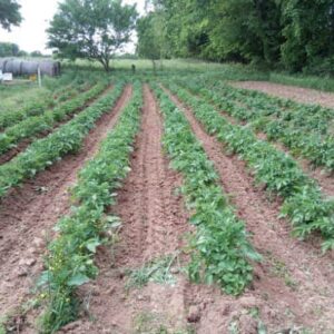 Shady Lane Farm
