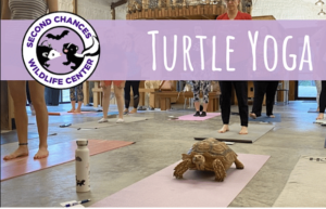 Turtle Yoga