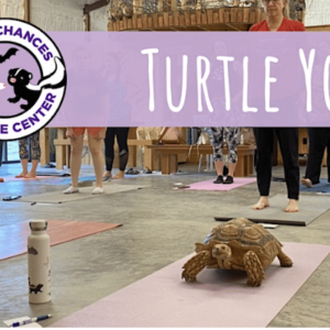 Turtle Yoga