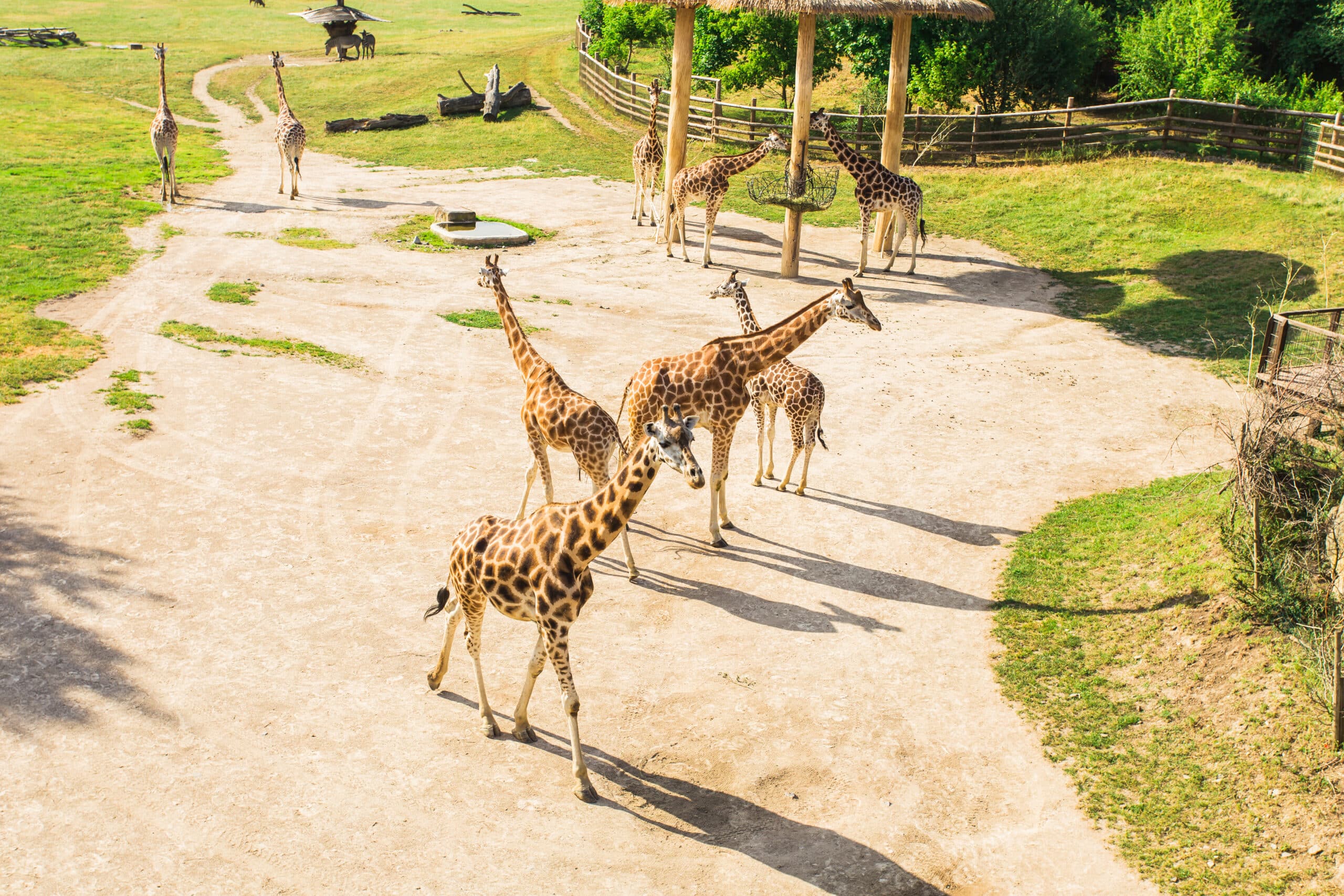 Group of giraffes walks in the park