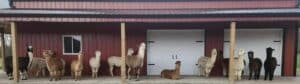 GoodShipp Alpaca Co.